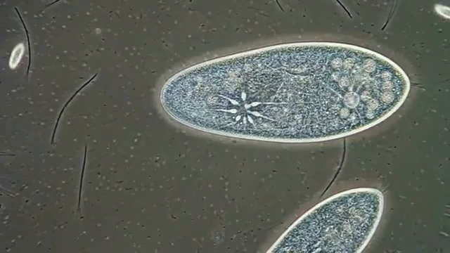 Pod - Fonctionnement D'Une Vacuole Pulsatile Chez
